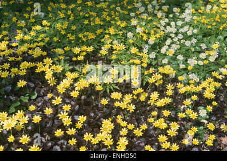 Lesser Celandine (Ranunculus ficaria 'Brazen Hussy' and 'Salmon`s White') and Yellow Anemone (Anemone ranunculoides), Emsland Stock Photo
